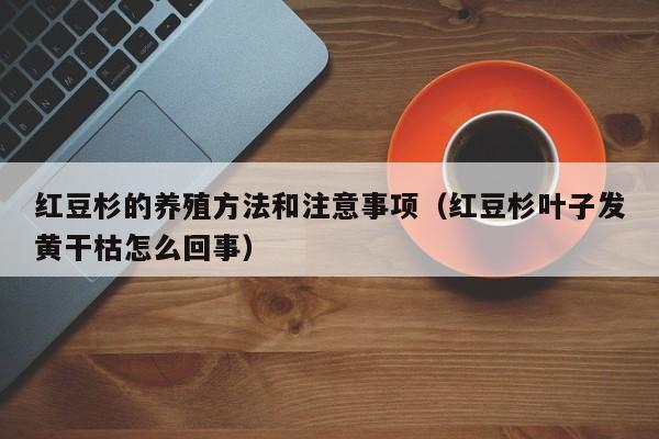 红豆杉的养殖方法和注意事项（红豆杉叶子发黄干枯怎么回事）