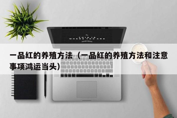 一品红的养殖方法（一品红的养殖方法和注意事项鸿运当头）