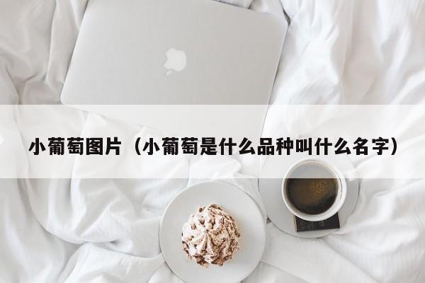 小葡萄图片（小葡萄是什么品种叫什么名字）